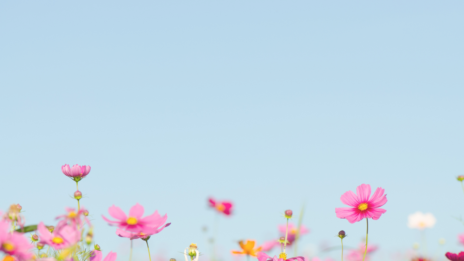 Pink daisies in bloom and in bud gathered at the bottom of the image, with a clear blue stretch of sky